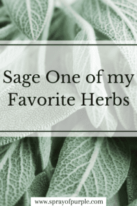 Sage One of my Favorite Herbs