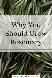 Why you should Grow Rosemary