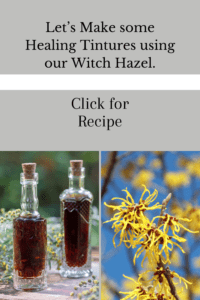 Health Benefits of Witch Hazel