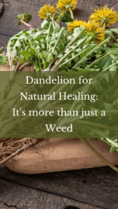 Dandelion for Natural Healing; it's more than just a Weed